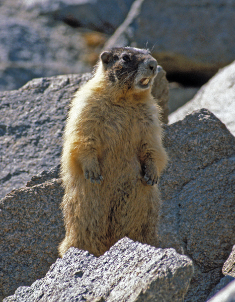 Photo of Marmota flaviventris by Ian Gardiner